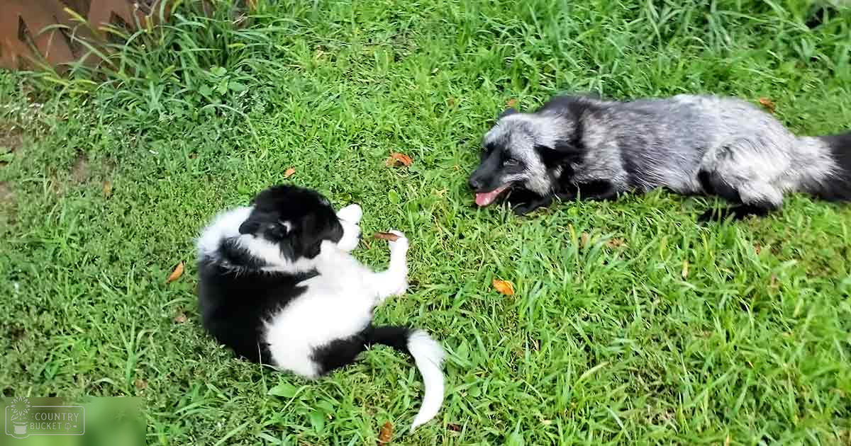 A raccoon dog and a domesticated house cat lying in lush green grass under natural daylight; likely spring or summer setting with vibrant greenery.