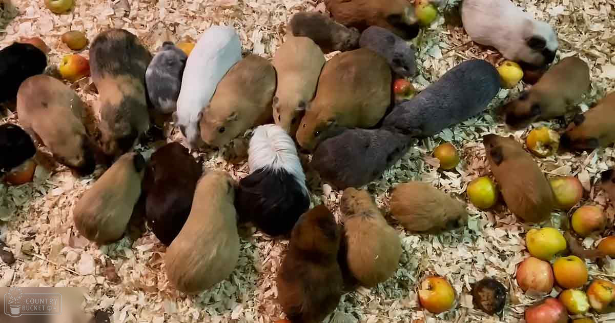 Various juvenile guinea pigs with different coat colors in an indoor enclosure with wood shavings, possibly at a pet store or animal sanctuary.