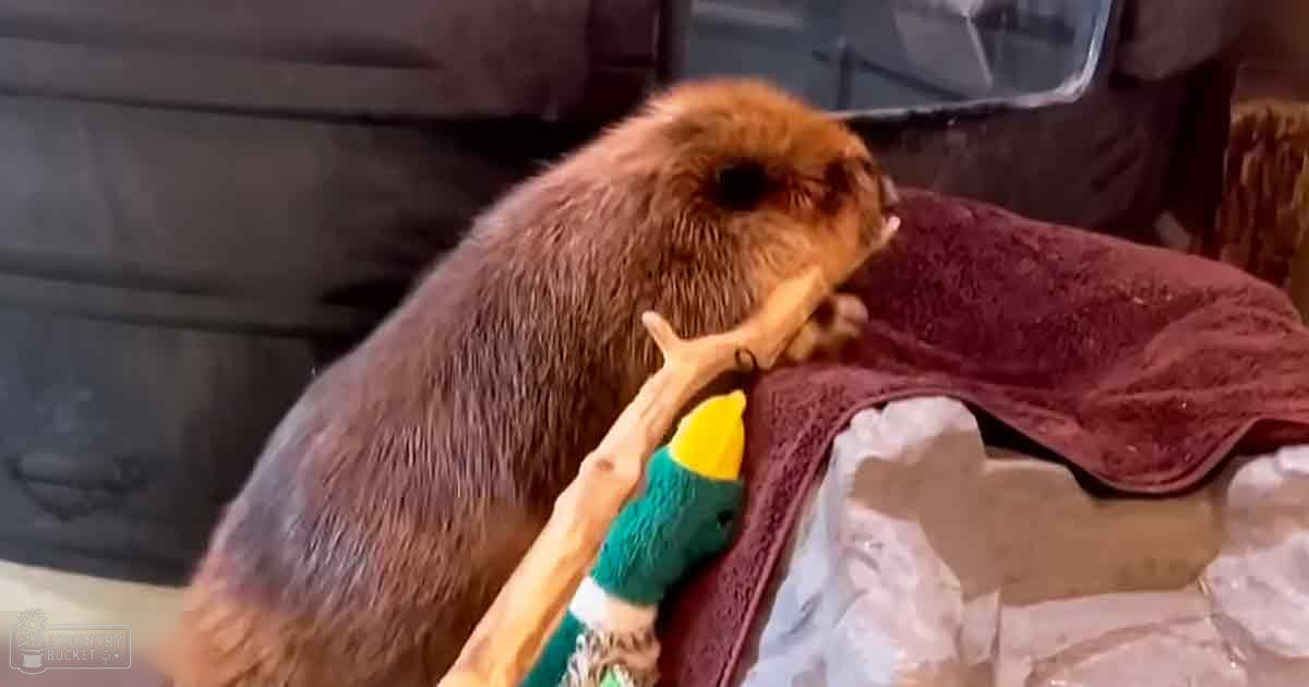 An adult beaver with brown fur, indoors with a plastic container visible in the background.