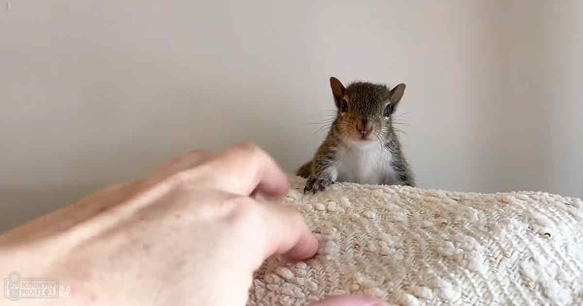 A juvenile squirrel with a brown coat and white underbelly stands indoors against a plain, light-colored background.