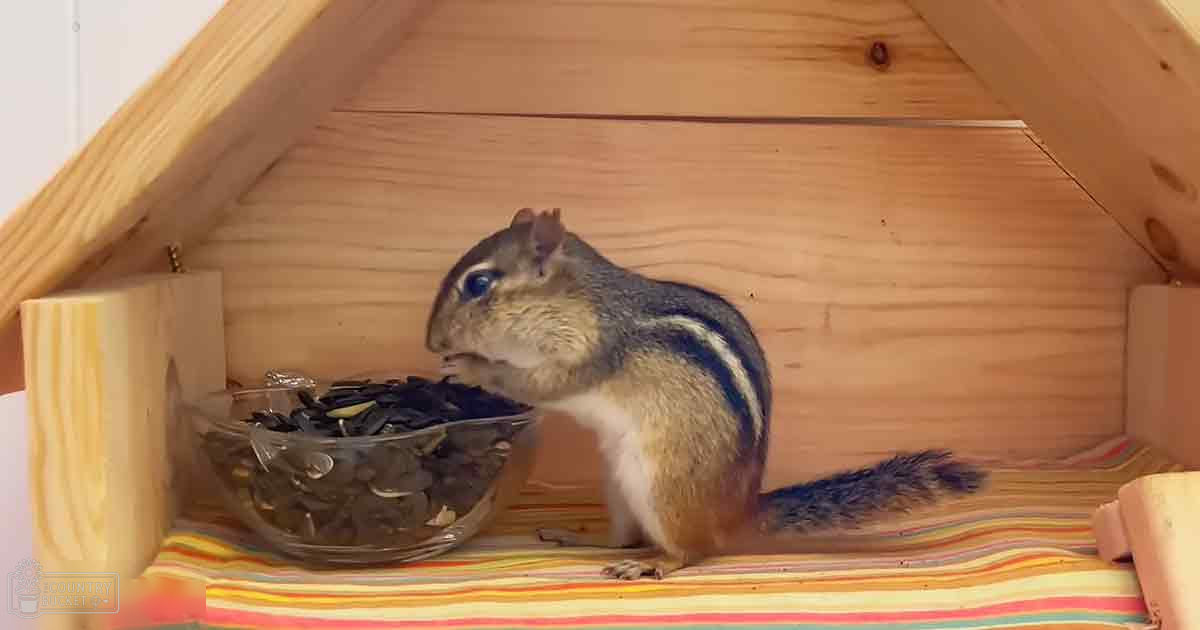 A chipmunk with brown fur, white underbelly, and black stripes in a wooden enclosure with striped bedding and a glass bowl of seeds or nuts.