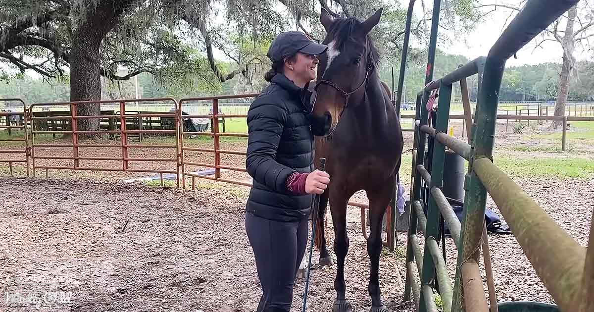 An adult female interacts with a Standardbred or Thoroughbred horse in an outdoor rural paddock setting, surrounded by trees and grassy areas. The scene is bathed in natural light during what appears to be late fall or early spring.