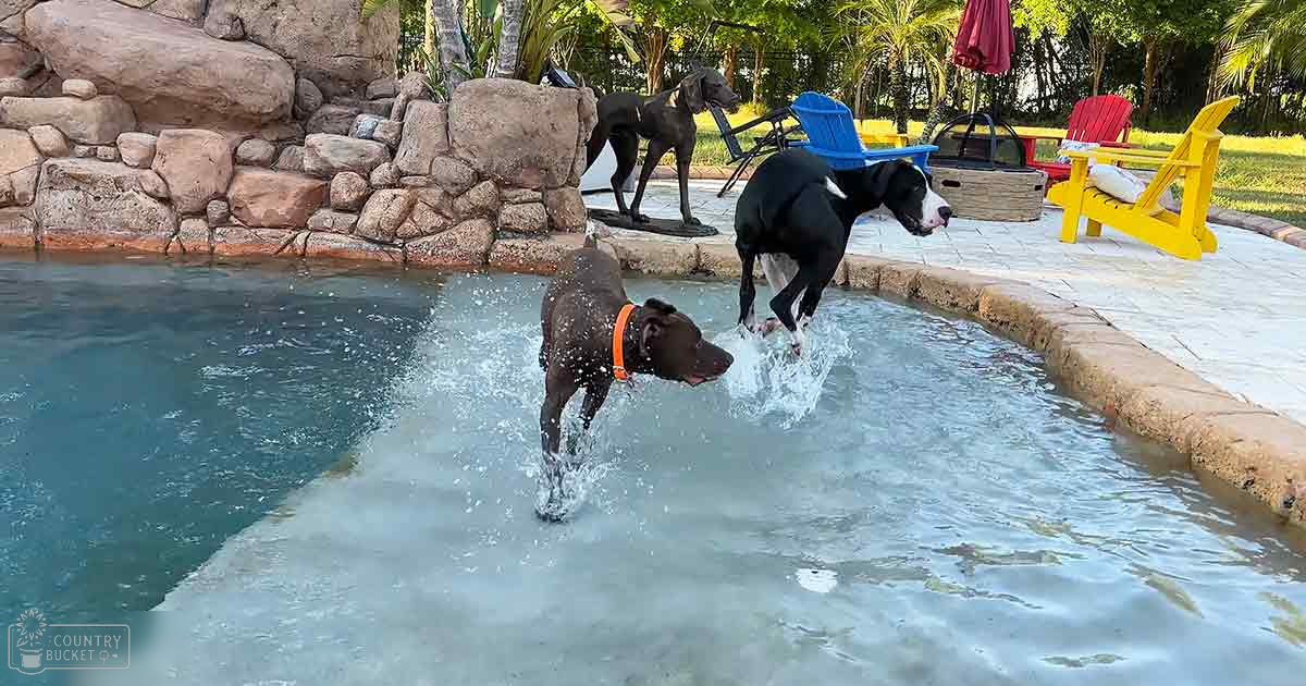 Three large black dogs with white markings jump into a pool at an outdoor recreational area with blue plastic and red Adirondack chairs.