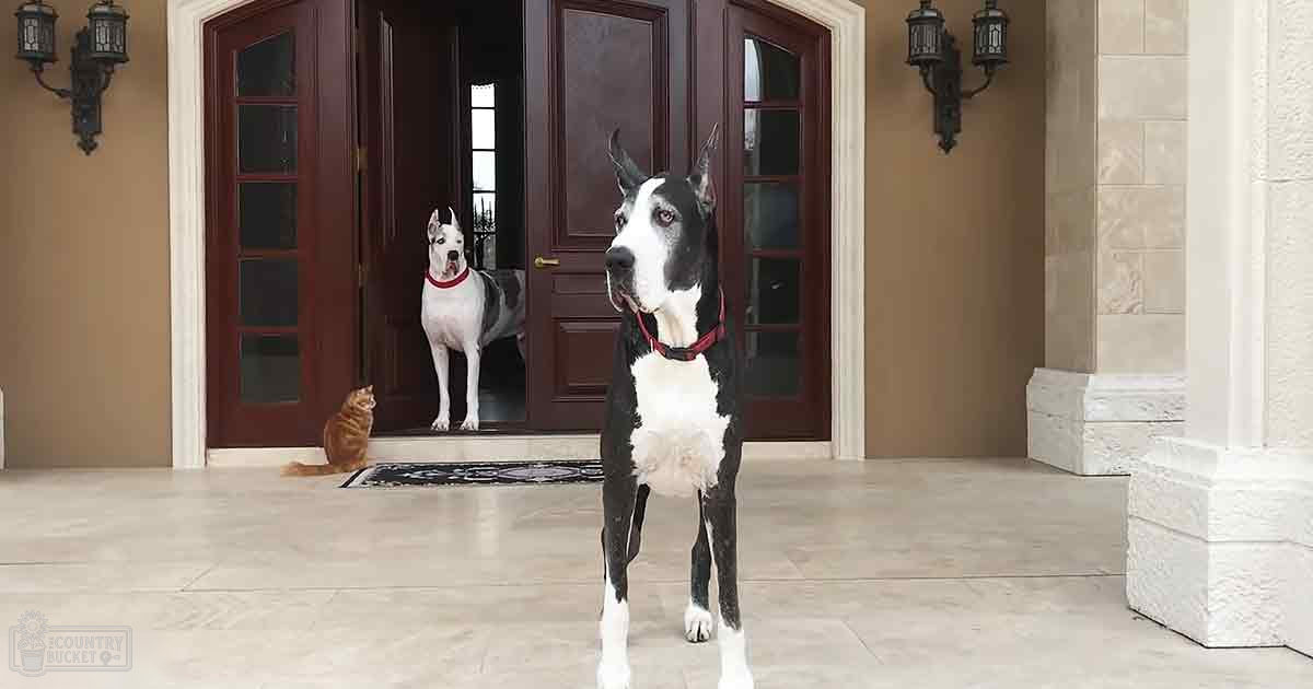 A black-and-white Great Dane dog stands on a porch in front of an open door, with another white dog behind it and an orange tabby cat inside the house. The setting is a residential entrance with tiled flooring and wall-mounted lanterns.