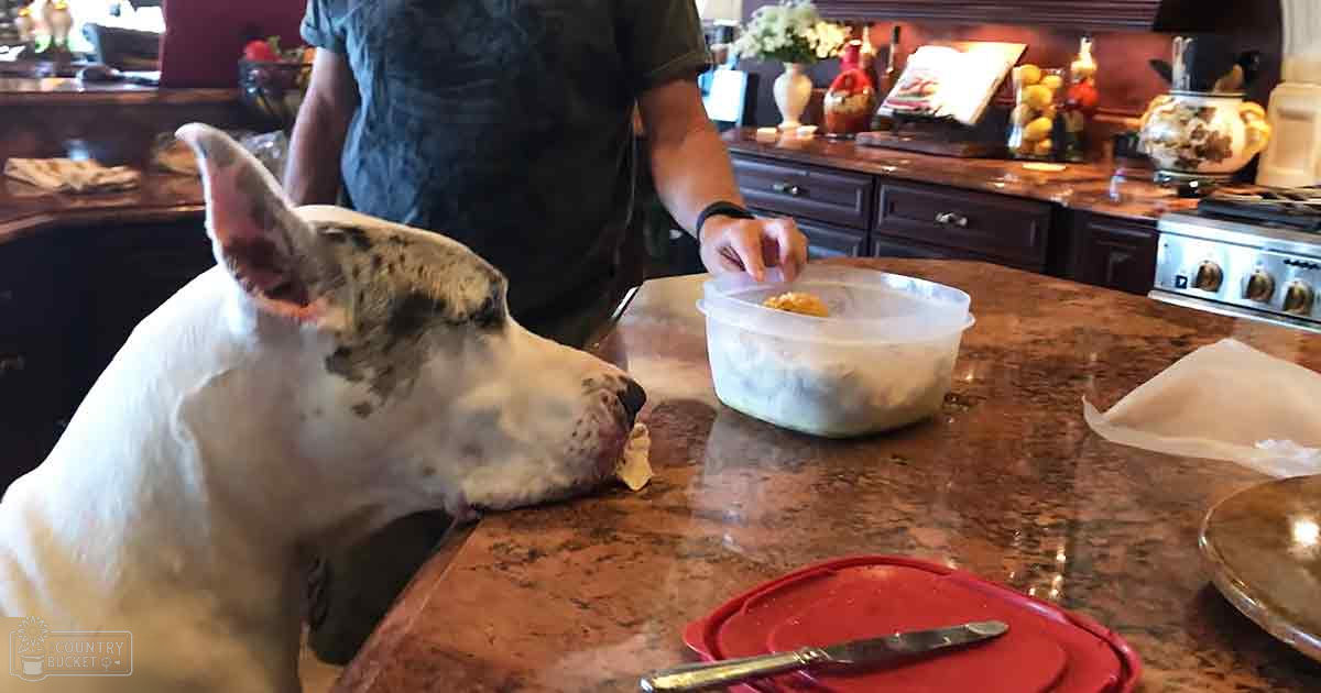 A Great Dane with white fur and large dark patches stands in a home kitchen, surrounded by various kitchen items under natural daylight.
