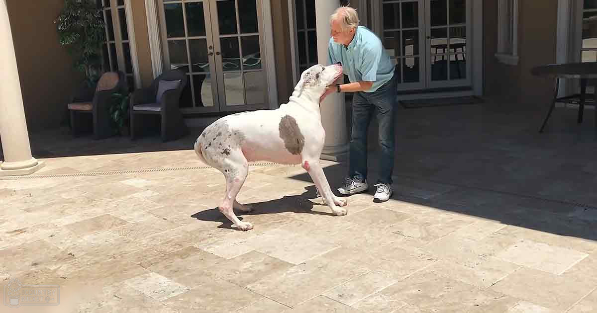 A Great Dane with a white coat and large brown patches stands on an outdoor patio area, surrounded by furniture and a potted plant. An older adult male in a light blue shirt and dark jeans is nearby.
