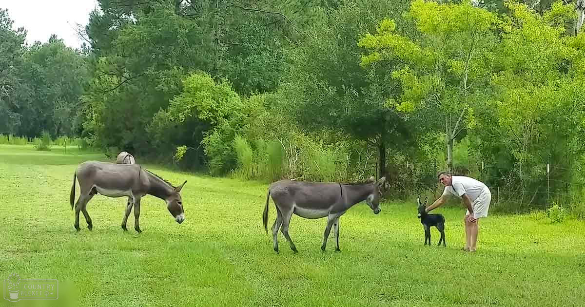 Middle-aged adult male interacting with donkeys in a lush green field surrounded by trees and bushes, suggesting spring or summer.