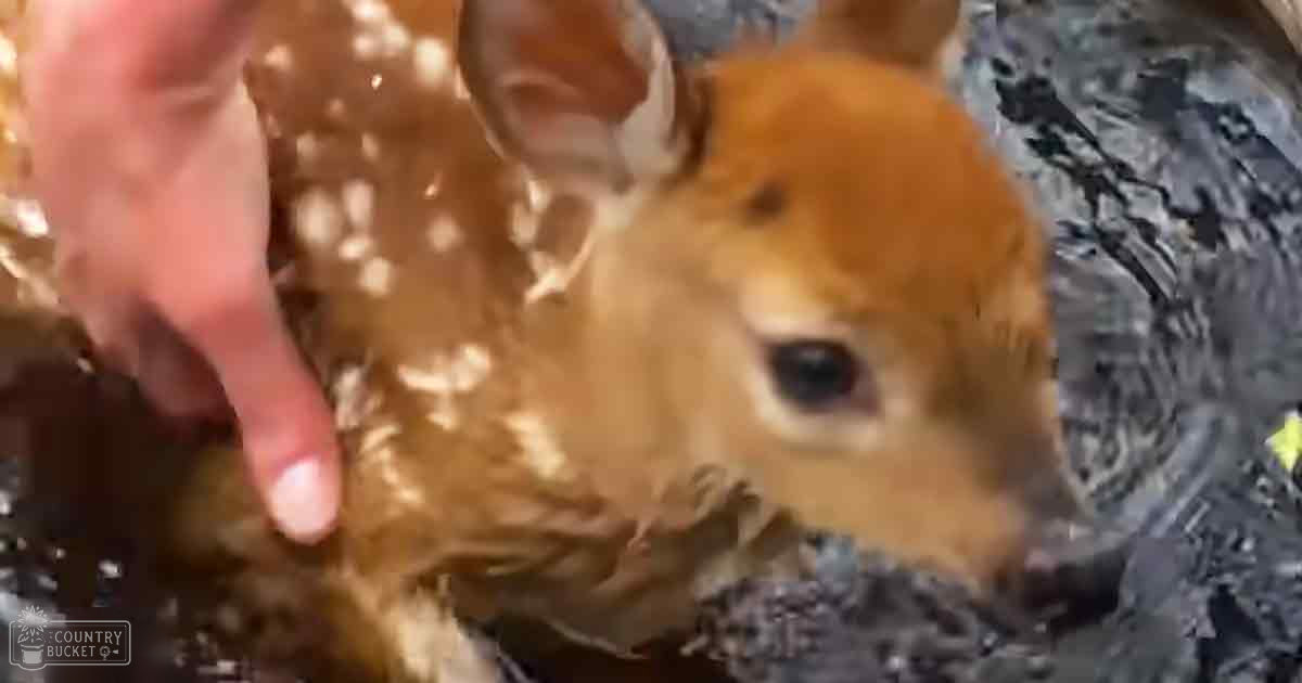 A baby deer with light brown fur and white spots held indoors in natural light.