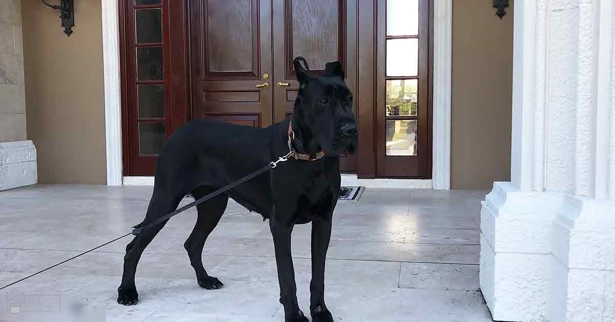 A black Great Dane dog stands on a residential front porch with beige walls, white columns, and a brown door with glass panels and gold handles. The setting is likely daytime.