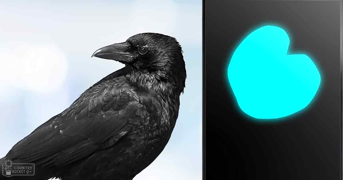 A crow with dark plumage stands outdoors against a light blue sky, next to a black surface with a glowing teal heart shape. The setting is likely late afternoon due to soft lighting.