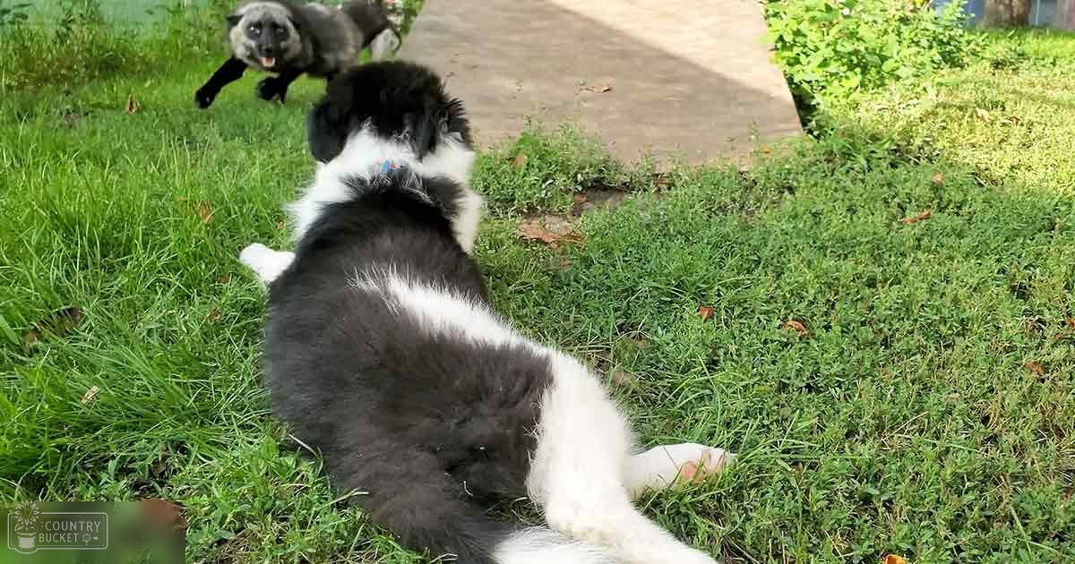 A black-and-white puppy with a fluffy coat sits on green grass near a paved path; another smaller animal is partially visible in the background, suggesting an outdoor setting during spring or summer.