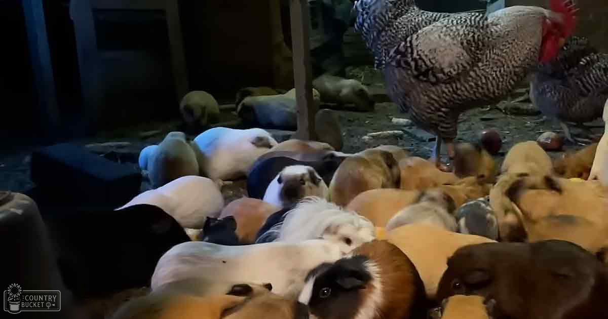 Numerous guinea pigs in an indoor pet enclosure, various coat colors including white, black, brown, orange, and mixed patterns; a few speckled chickens are present.