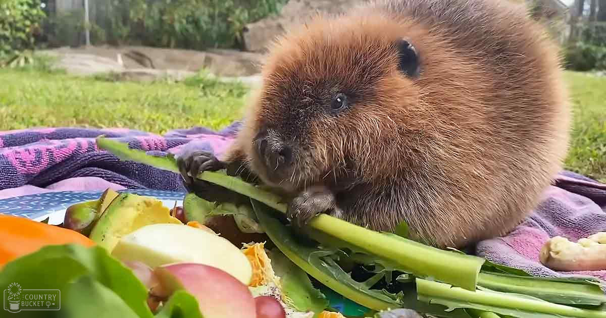 A juvenile beaver with brown fur in an outdoor grassy area, eating vegetables on a colorful blanket.