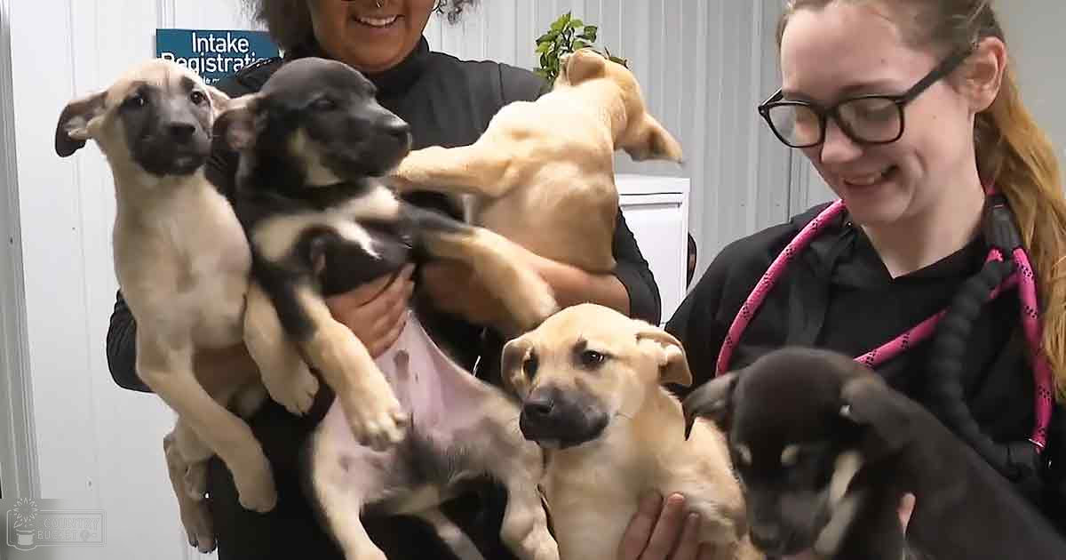 Two people holding mixed breed puppies indoors at an animal shelter or veterinary clinic, with a sign reading 'Intake Registration'.
