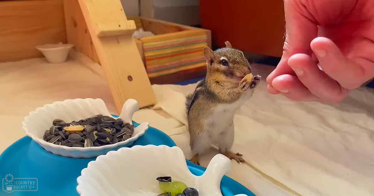 A chipmunk with striped fur stands inside a cozy home setting next to a wooden playhouse, with two bowls of seeds and grapes nearby.