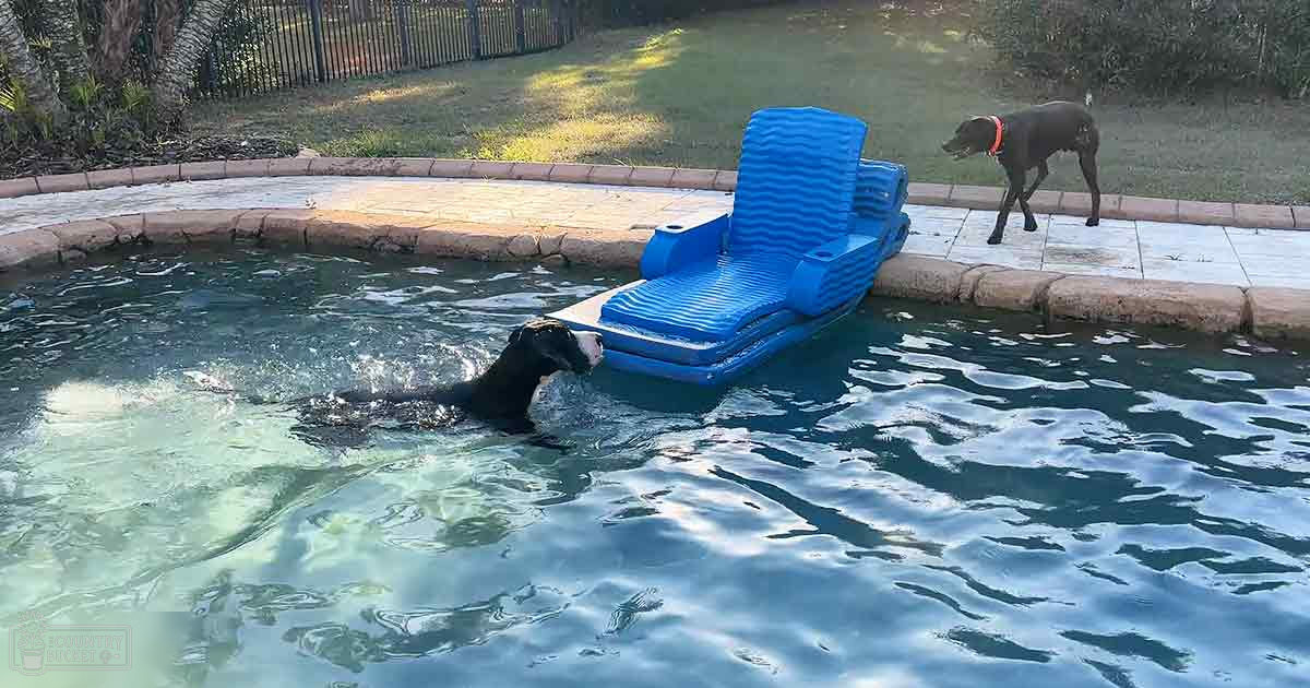 Two dogs, one swimming in a residential backyard pool with lush greenery indicating spring or summer, blue water, brown fur of dog standing on edge wearing red collar, tiled deck surrounding the pool, and grassy areas with trees, light suggests late afternoon sunlight.