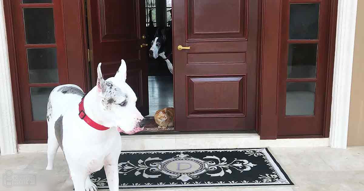 A white and black Great Dane with a red collar stands at an entrance, partially obscured by another dog. An orange tabby cat sits near the bottom of the door frame inside.