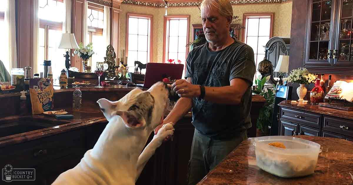 An adult male interacts with a French Bulldog in a well-decorated home setting, bathed in natural daylight.
