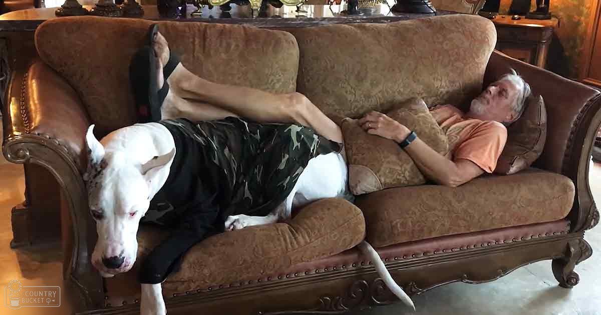 An older adult male wearing a camouflage-patterned t-shirt, resting with his white Great Dane dog on an ornate brown couch in a daytime indoor setting.