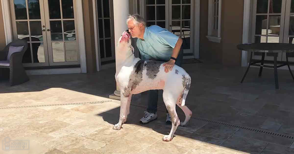 A Great Dane or similar large breed with a white body and gray/black patches interacts with an adult male wearing a light blue shirt, dark pants, white sneakers, and a black wristband on a patio in spring or summer.