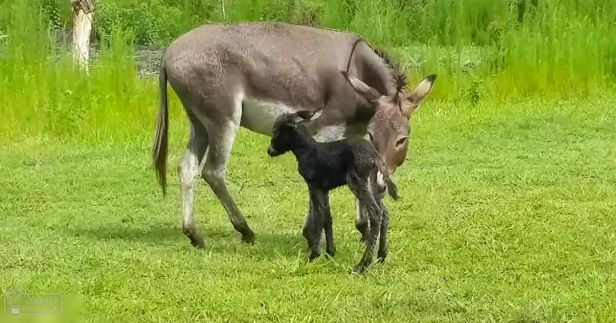 A donkey with its foal in a lush green field surrounded by trees and bushes under bright sunlight during spring or summer.