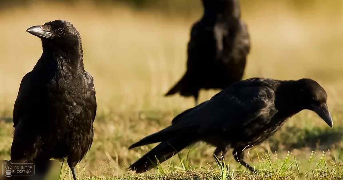 Two adult crows foraging on an outdoor grassy field in autumn, with natural sunlight illuminating their dark plumage.