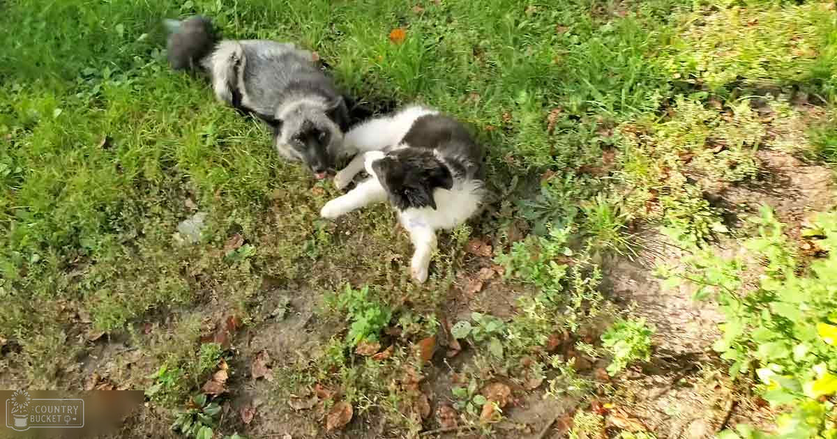Two adult Border Collies with black and white markings in a grassy outdoor setting during spring or summer.