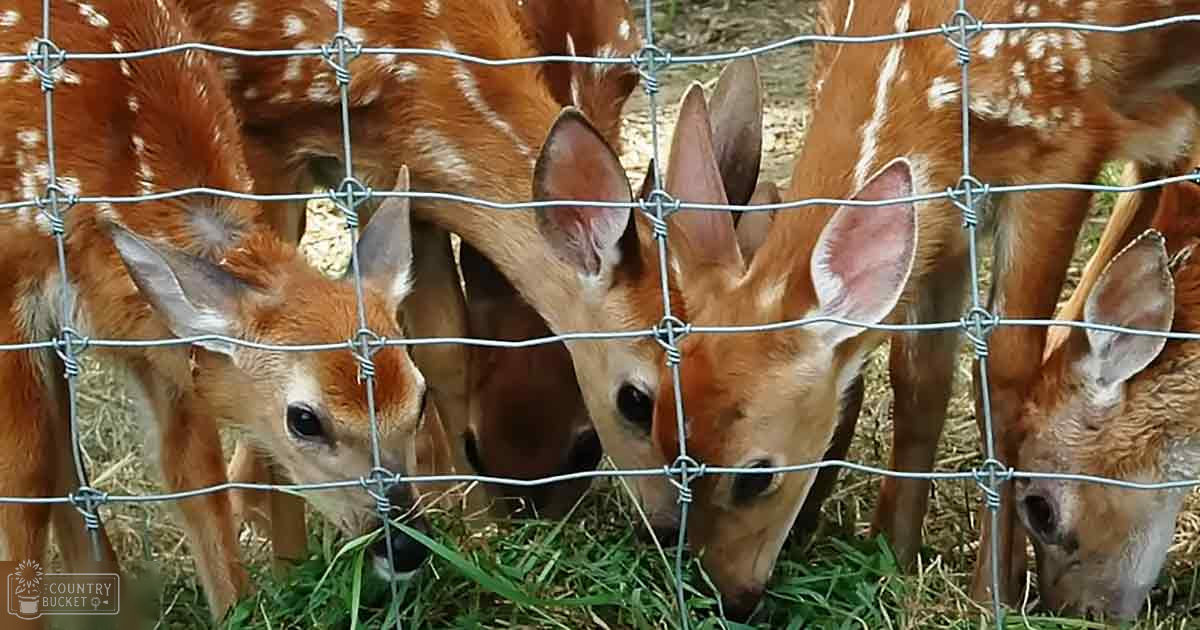 A group of young Axis deer with reddish-brown coats and white spots, enclosed in a dirt-covered area with a wire fence, under natural daylight during spring or summer.