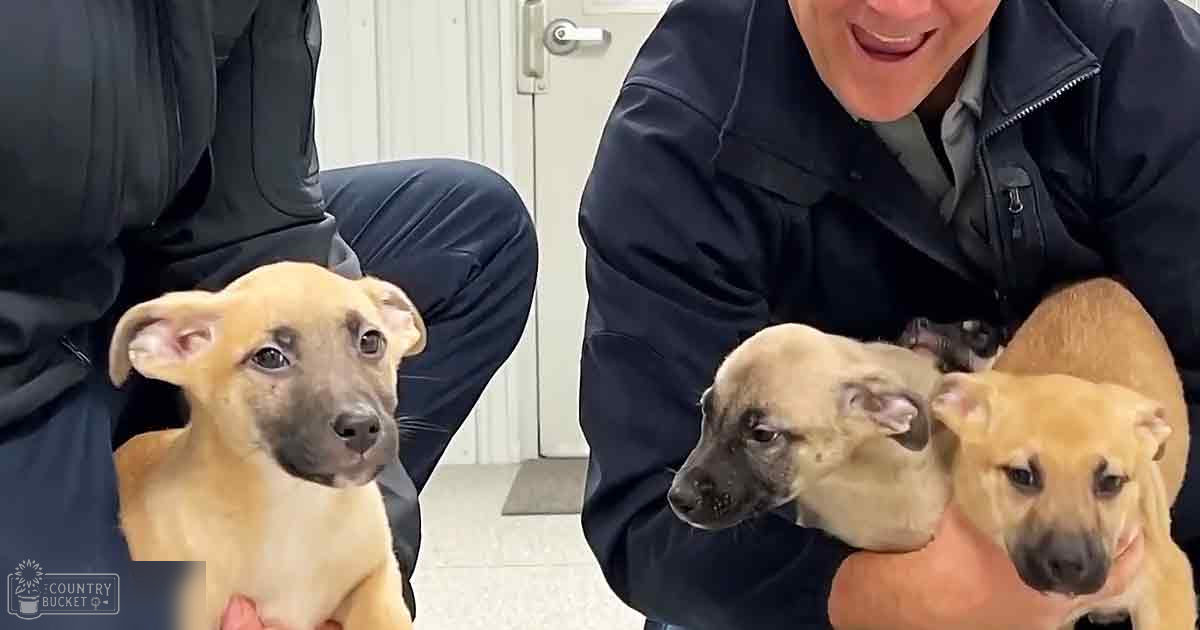 Two adult males hold two American Pit Bull Terrier puppies indoors, neutral walls and linoleum floor suggest a shelter or animal care facility.
