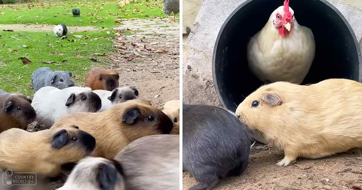 A grassy outdoor area with guinea pigs and a white chicken inside a black pipe or tunnel during autumn with daytime lighting.