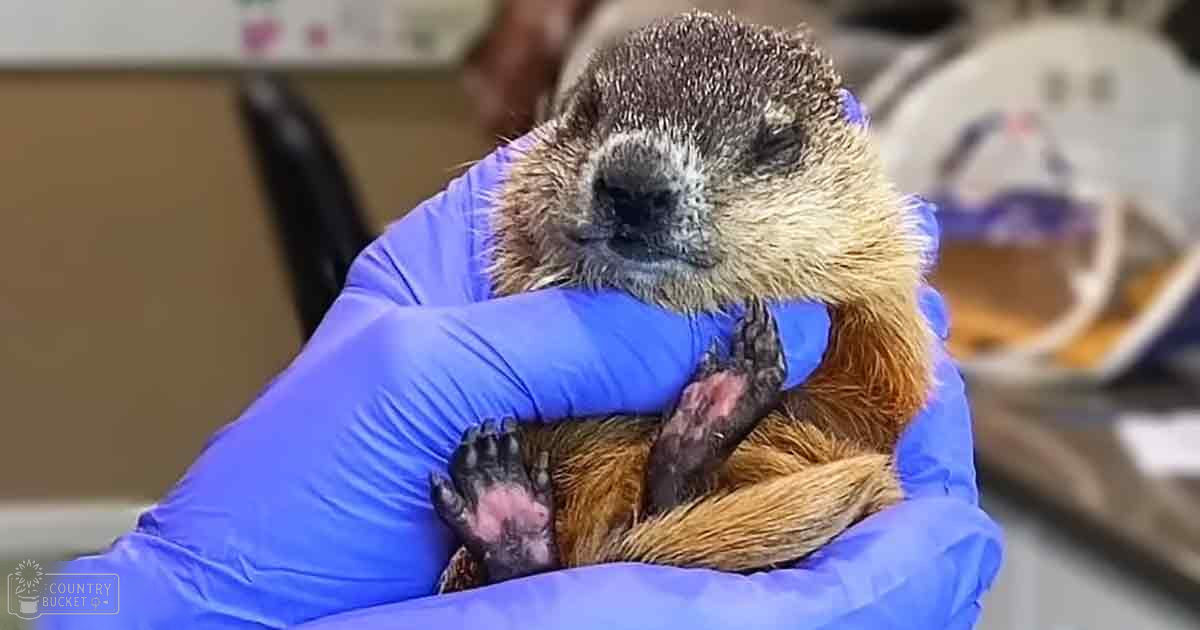 A baby otter with pinkish paws, held by someone in blue gloves, inside an animal care facility on a bright day.