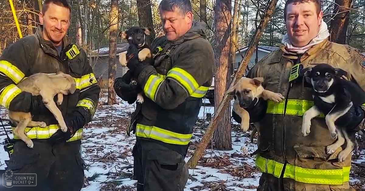 Three firefighters holding puppies outdoors on a snowy day with trees and light indicating late fall or winter.