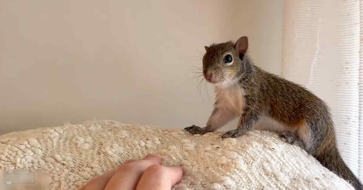An adult squirrel with brown fur and a white underbelly sits on textured fabric indoors during daylight.
