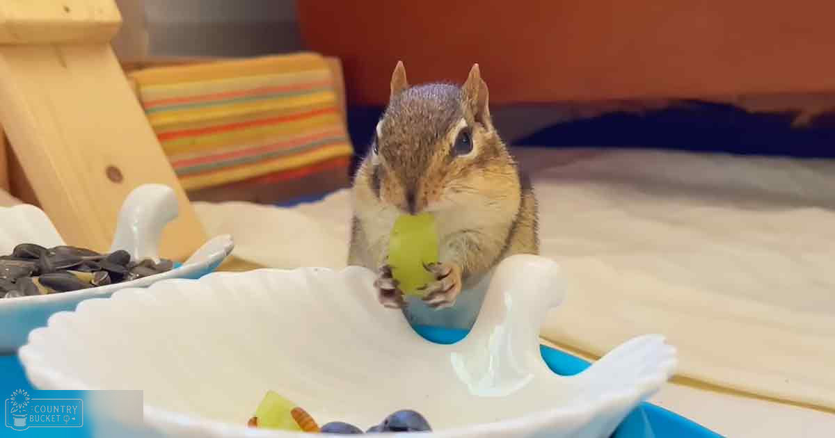 A chipmunk with brown fur and cheek pouches, resting indoors near a white bowl filled with sunflower seeds, blueberries, and green fruit.