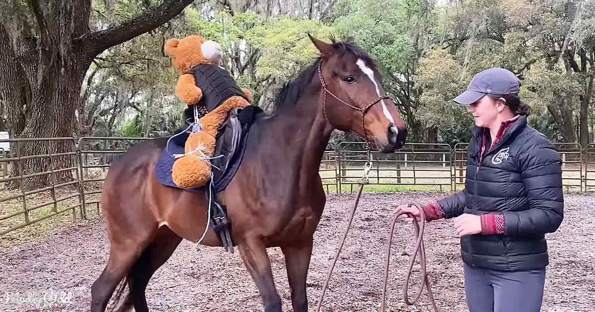 A bay-colored adult horse with a stuffed animal on its back stands in an outdoor equestrian area surrounded by trees during late fall or early spring, under overcast light.