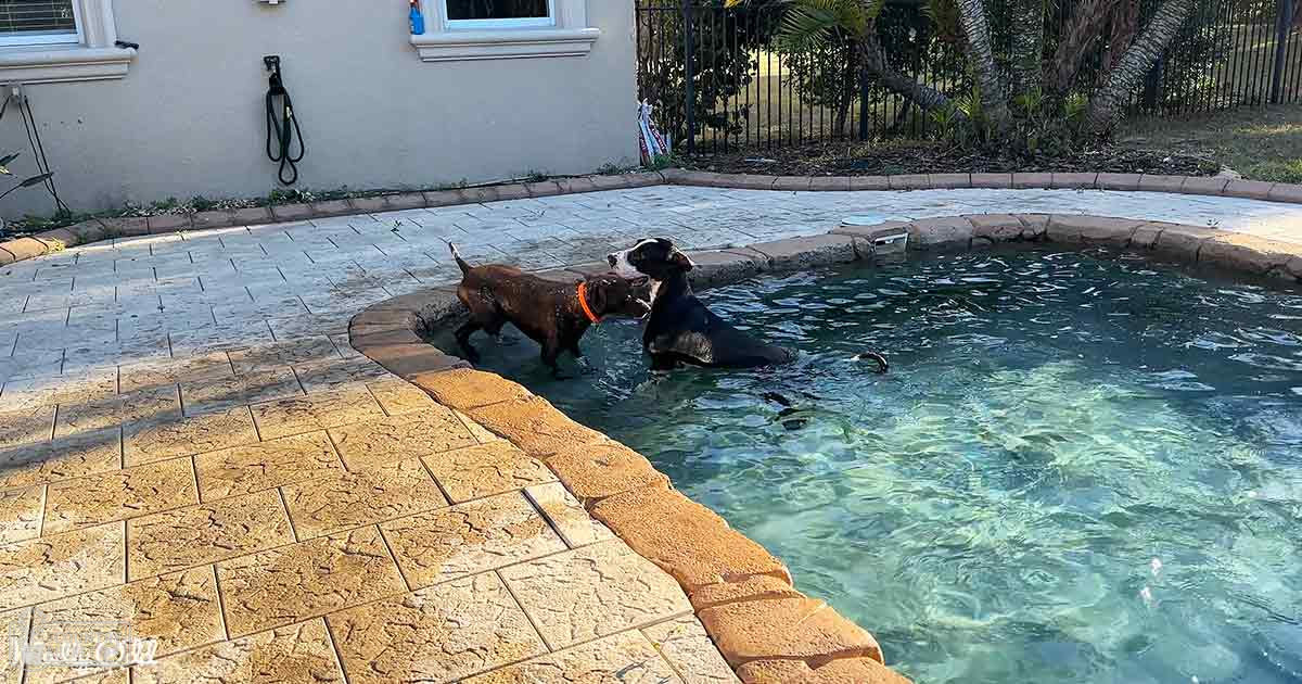 Two adult dogs, one with dark brown fur and an orange collar, another predominantly black with white markings, frolicking in a residential backyard pool surrounded by stone tiles and greenery.