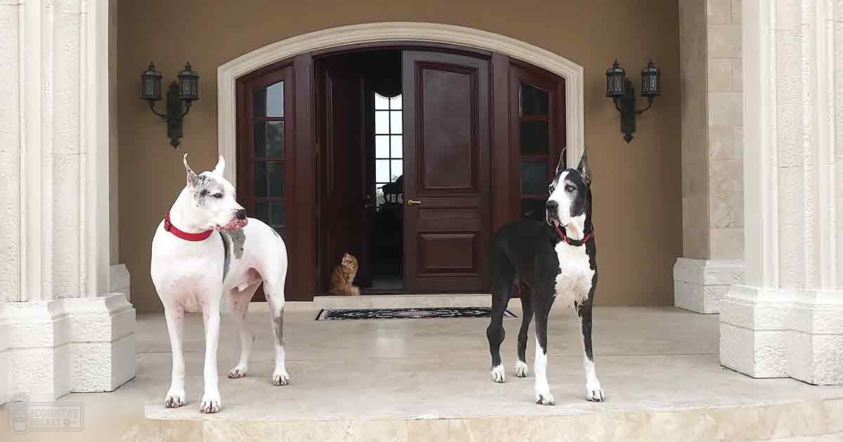 Two Great Danes with white and gray markings in front of a house entrance; a tabby cat sits inside near the door, residential suburban setting, daytime lighting.