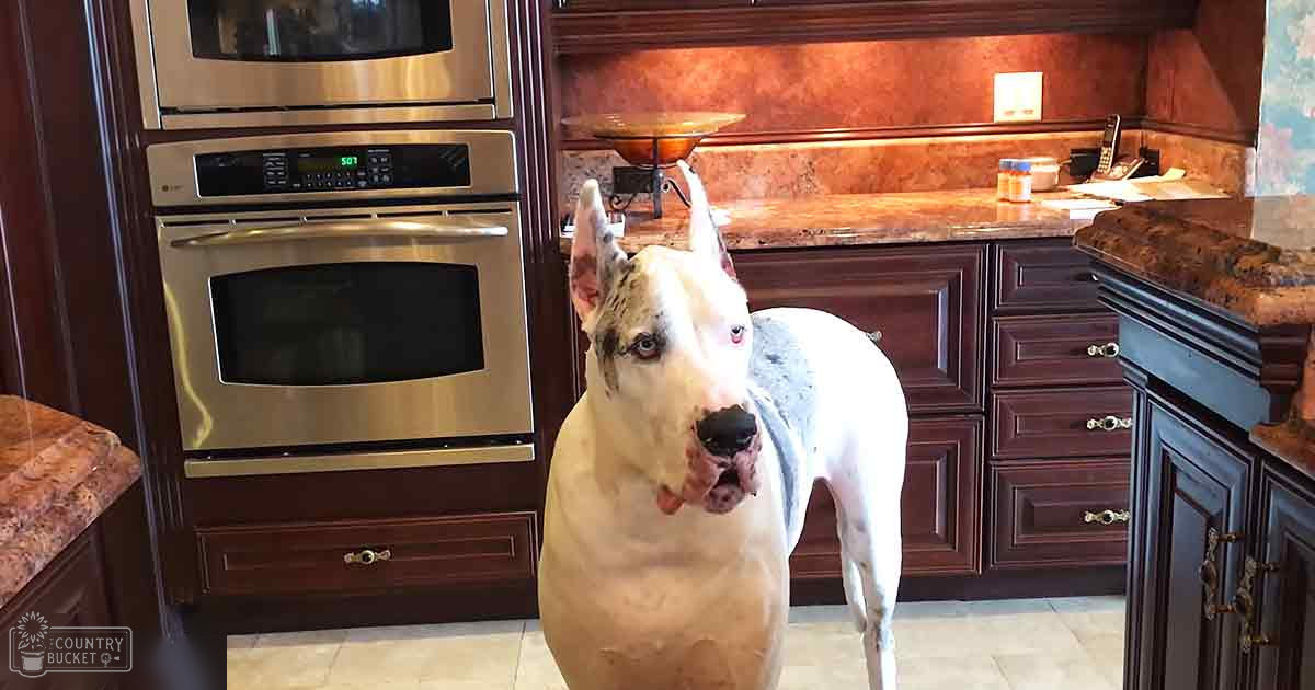 Great Dane with white fur and brown markings, residential kitchen interior, stainless steel appliances, natural light, daytime setting