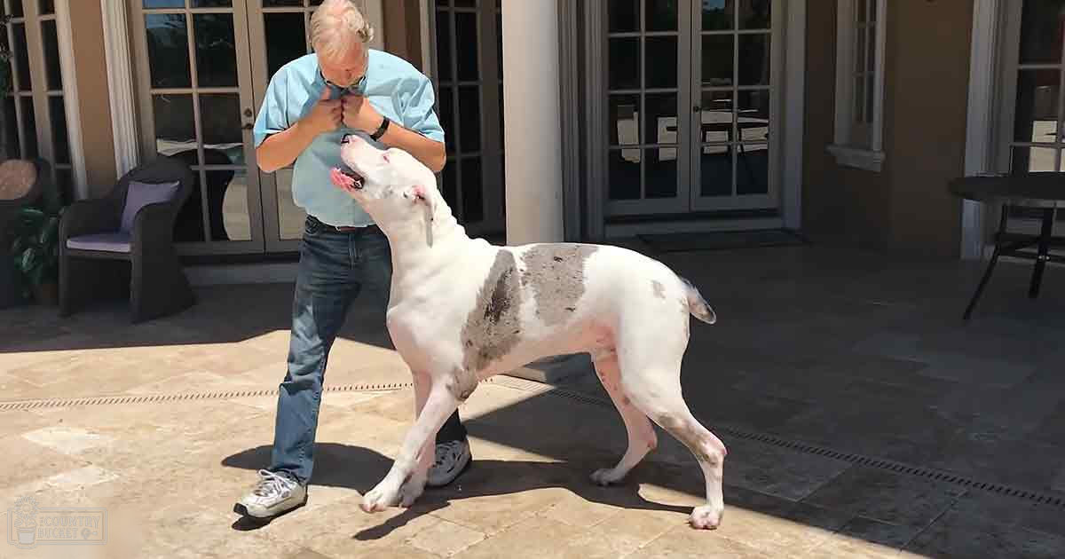 Middle-aged to older adult male wearing a light blue, solid color shirt with white sneakers and a watch on his left wrist interacts with an adult Great Dane primarily white with patches of gray/black in an outdoor patio area under bright daylight during spring or summer.