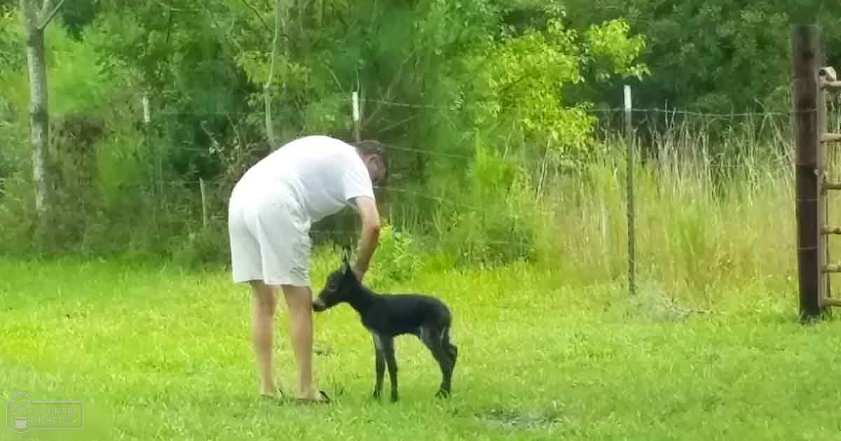 An adult male interacts with a small black puppy in a grassy outdoor setting on what appears to be a clear day.