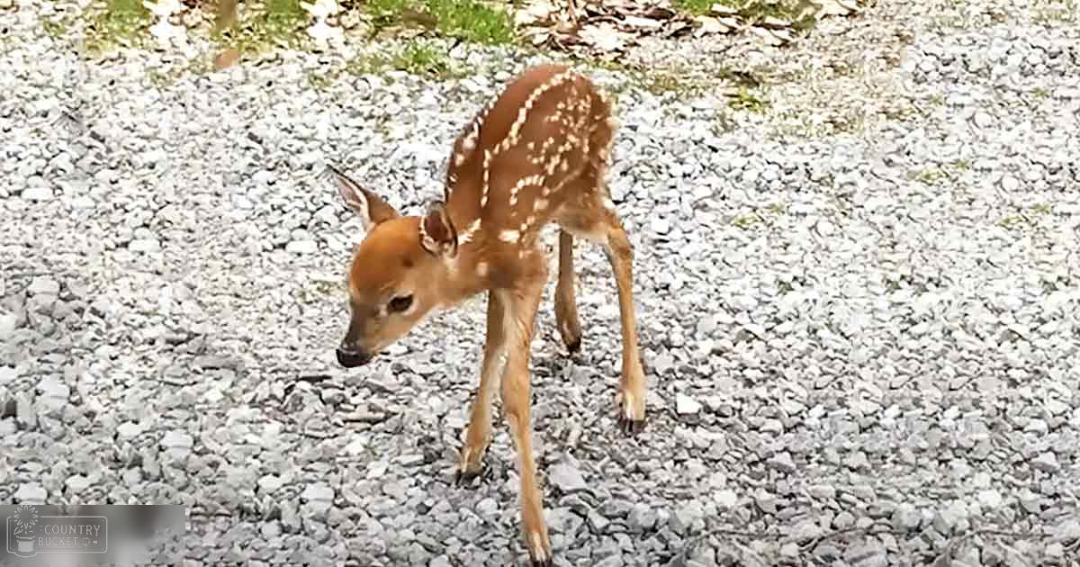 A juvenile fawn with light brown fur and white spots, standing on a gravelly ground with patches of grass in an outdoor setting during daytime.