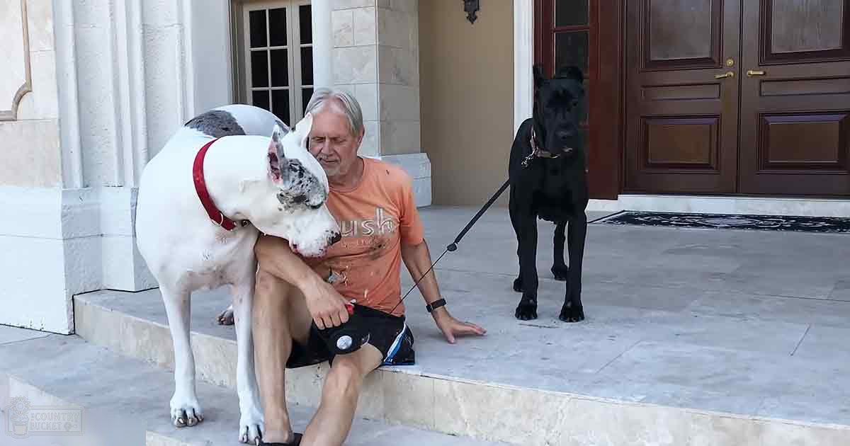 A middle-aged male with two Great Dane dogs in front of a residential house, wearing an orange t-shirt and black shorts, on a warm day.