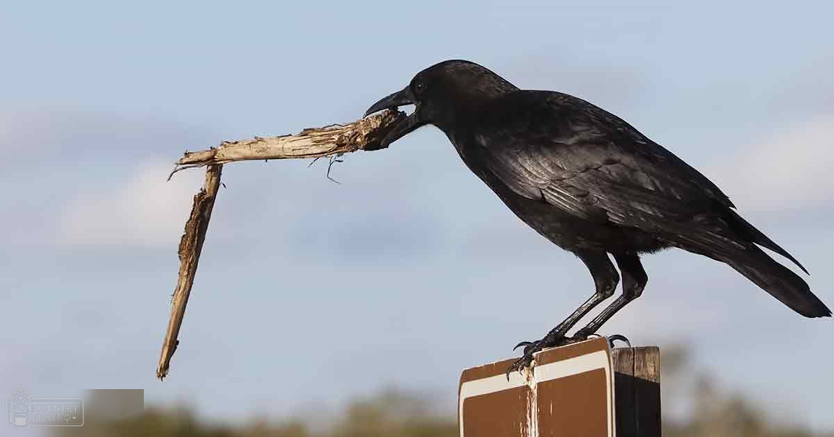 A lone crow perched on a signpost outdoors, with natural lighting and an open field setting.