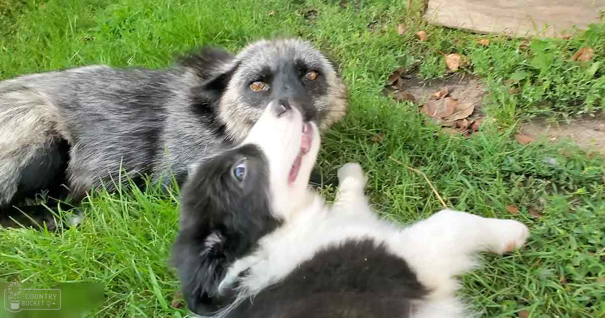 Two Border Collie mix puppies with black and white fur play in a grassy outdoor area under natural daylight; spring or summer season.