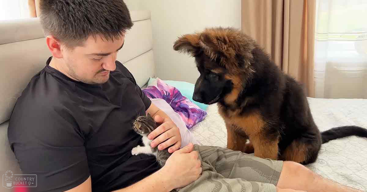 A young adult male interacts with a tabby kitten and German Shepherd puppy in a light-colored bedroom setting, illuminated by natural daylight.