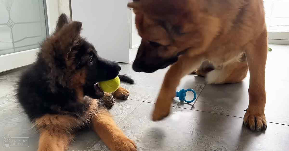 A German Shepherd puppy with black and tan fur holds a yellow ball indoors, near an adult dog also with similar coloring under natural daylight.