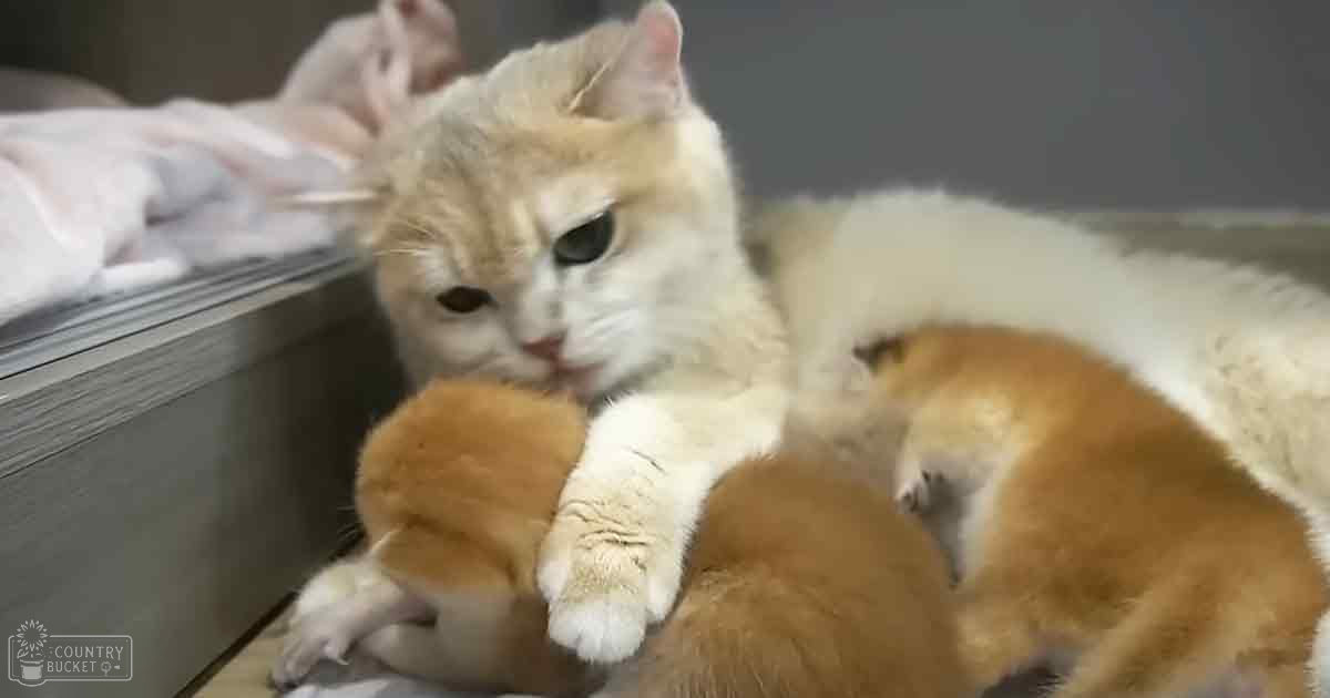 A mother cat with light-colored fur and darker markings on her face, surrounded by several kittens with orange-brown fur in an indoor setting with neutral-colored walls.