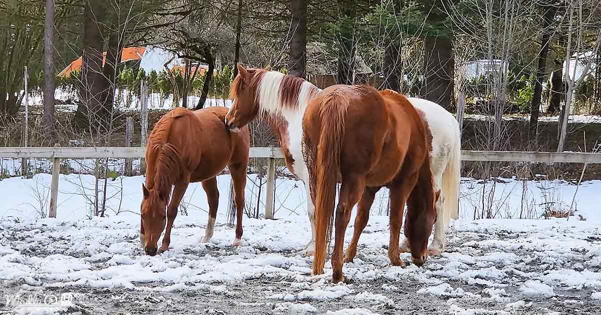Mixed breed horses with white and brown coat standing on snow-covered ground in a rural winter landscape at daytime with trees and fence visible.