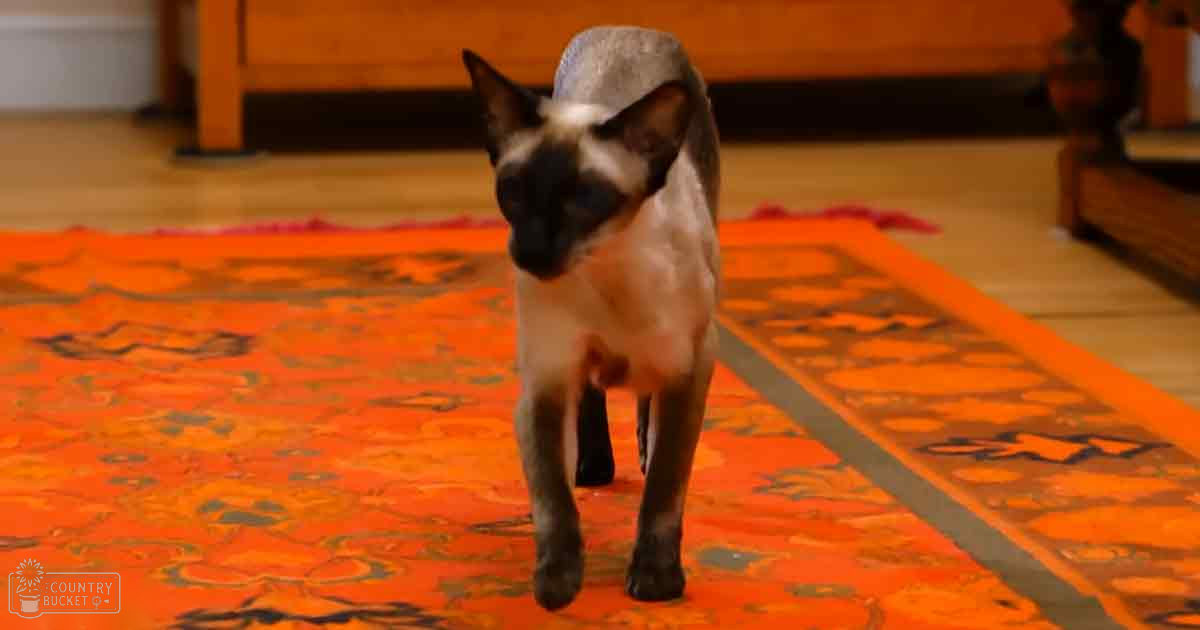 A Siamese cat with dark points on ears, face, and paws sits indoors amidst an orange patterned rug and wooden furniture under natural light.
