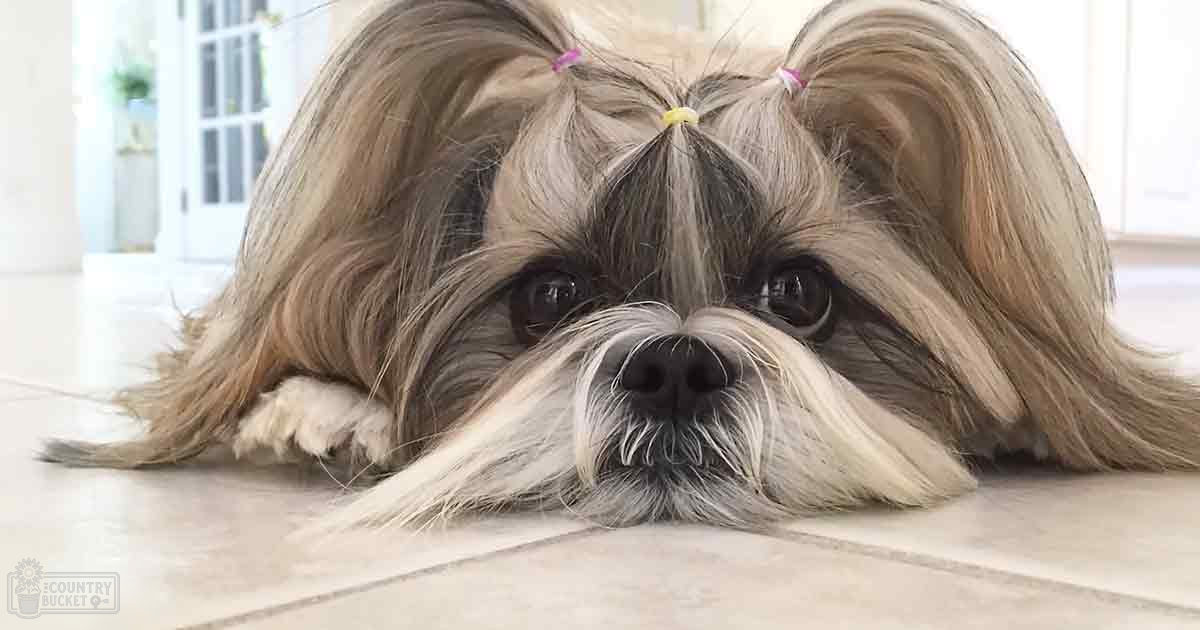 Shih Tzu